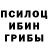 Галлюциногенные грибы Psilocybine cubensis Barni Beer